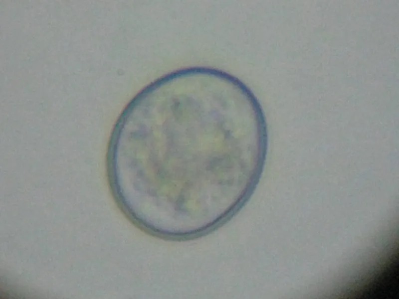 filter-stiinta